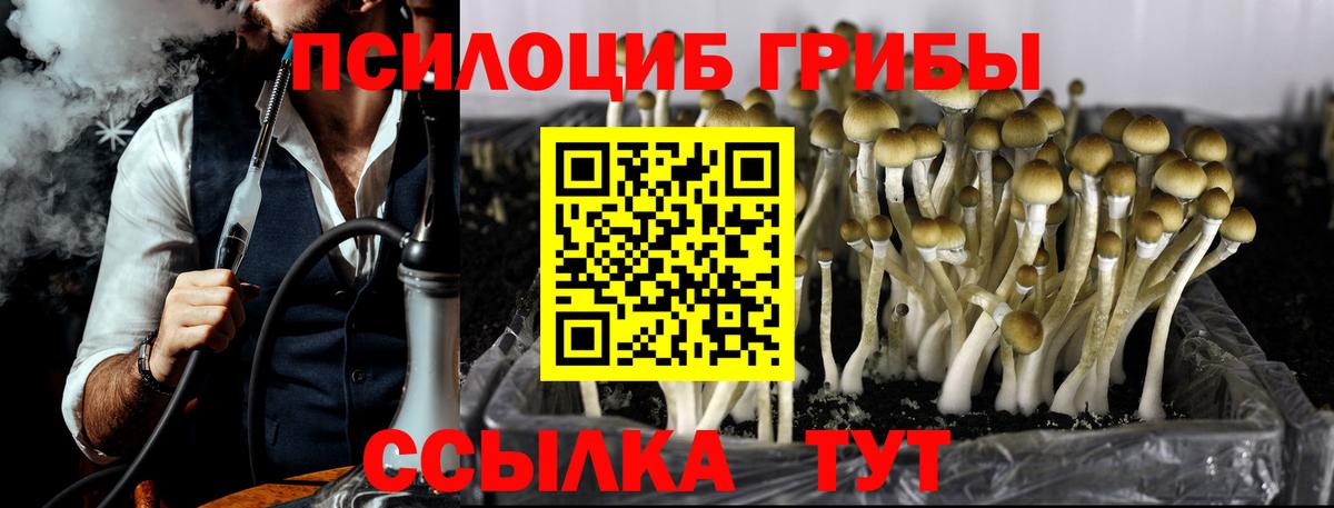 Новомосковск  Псилоцибиновые грибы ЛСД  Вход с VPN  Галлюциногенные грибы Psilocybine cubensis 